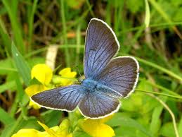 Attēlu rezultāti vaicājumam “Cyaniris semiargus male”