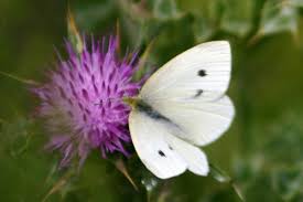 Attēlu rezultāti vaicājumam “Pieris rapae”