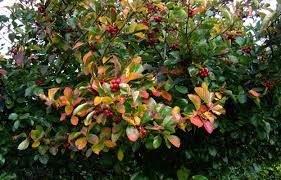 Attēlu rezultāti vaicājumam “Crataegus”