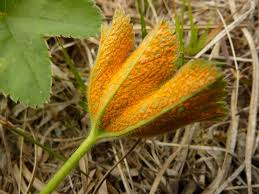 Attēlu rezultāti vaicājumam “Trachyspora intrusa”