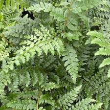 Attēlu rezultāti vaicājumam “Polystichum braunii”