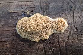 Attēlu rezultāti vaicājumam “Stemonitis pallida var. rubescens macro”