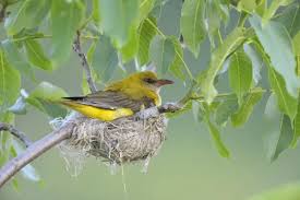 Attēlu rezultāti vaicājumam “Oriolus oriolus female”