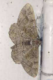 Attēlu rezultāti vaicājumam “Alcis repandata”