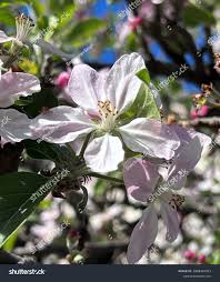 Attēlu rezultāti vaicājumam “Malus domestica flower”