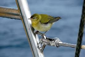 Image result for Vermivora peregrina