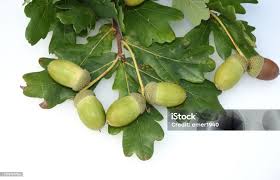 Attēlu rezultāti vaicājumam “Quercus robur fruit”