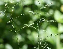 Attēlu rezultāti vaicājumam “Poa trivialis flower”