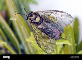 Attēlu rezultāti vaicājumam “Gilpinia”