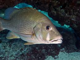 Image result for Lutjanus jocu