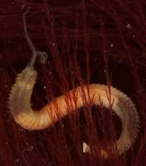 Attēlu rezultāti vaicājumam “Annelides”