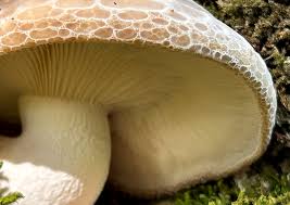 Attēlu rezultāti vaicājumam “Claustria didermoides macro”