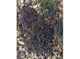 Attēlu rezultāti vaicājumam “Frullania dilatata”