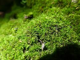 Attēlu rezultāti vaicājumam “Hygroamblystegium varium”