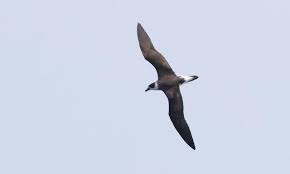 Image result for Pterodroma hasitata