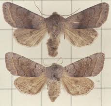 Attēlu rezultāti vaicājumam “Orthosia opima”