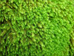 Attēlu rezultāti vaicājumam “Anomodon longifolius”