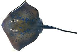 Image result for Dasyatis chrysonota
