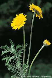 Attēlu rezultāti vaicājumam “Anthemis tinctoria”