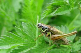 Attēlu rezultāti vaicājumam “Metrioptera roeselii”