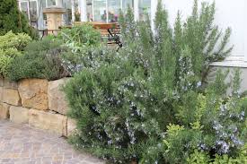 Image result for Rosmarin