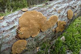 Attēlu rezultāti vaicājumam “Phellinus laevigatus”