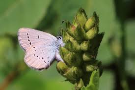 Attēlu rezultāti vaicājumam “Cupido minimus”