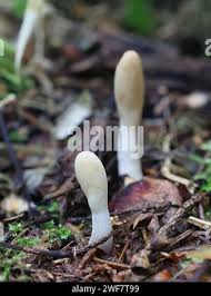 Attēlu rezultāti vaicājumam “Podostroma leucopus”