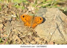 Attēlu rezultāti vaicājumam “Lasiommata megera female”