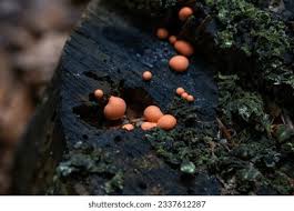 Attēlu rezultāti vaicājumam “Lycogala epidendrum aggr. spores”