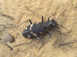 Attēlu rezultāti vaicājumam “Cicindela sylvatica”