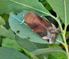 Attēlu rezultāti vaicājumam “Noctua fimbriata”