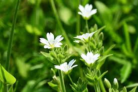 Attēlu rezultāti vaicājumam “Stellaria media flower”