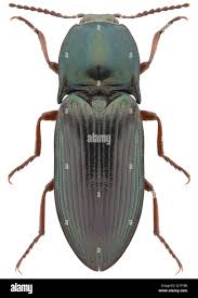 Attēlu rezultāti vaicājumam “Selatosomus aeneus”