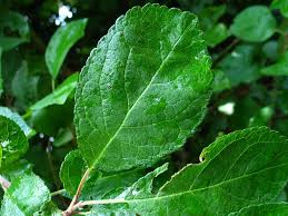 Attēlu rezultāti vaicājumam “Prunus spinosa leaf”