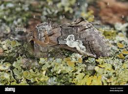 Attēlu rezultāti vaicājumam “Diloba caeruleocephala”