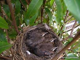 Attēlu rezultāti vaicājumam “Turdus philomelos nest”