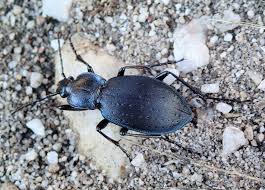 Attēlu rezultāti vaicājumam “Carabus hortensis”