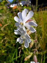 Attēlu rezultāti vaicājumam “Silene vulgaris leaf”