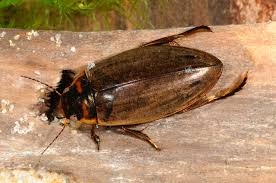 Attēlu rezultāti vaicājumam “Colymbetes paykulli”