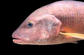 Image result for Lutjanus colorado