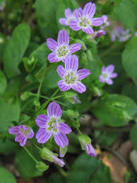 Attēlu rezultāti vaicājumam “Claytonia sibirica flower”