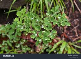 Attēlu rezultāti vaicājumam “Thalictrum minus leaf”