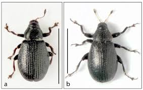 Image result for Coleoptera Curculionoidea
