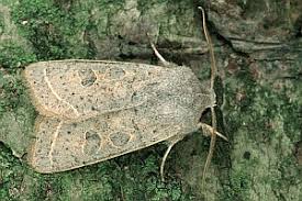 Attēlu rezultāti vaicājumam “Orthosia gracilis”