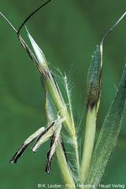 Attēlu rezultāti vaicājumam “Helictotrichon pubescens”