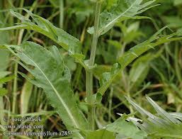 Attēlu rezultāti vaicājumam “Cirsium heterophyllum leaf”