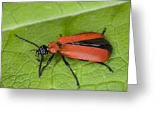 Attēlu rezultāti vaicājumam “Pyrochroa coccinea”