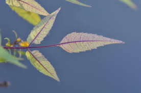 Attēlu rezultāti vaicājumam “Bidens frondosa leaf”