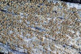 Attēlu rezultāti vaicājumam “Lecanora albella”